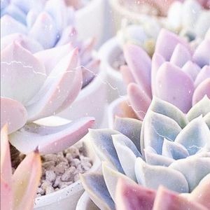 Meet your Posher, Jo